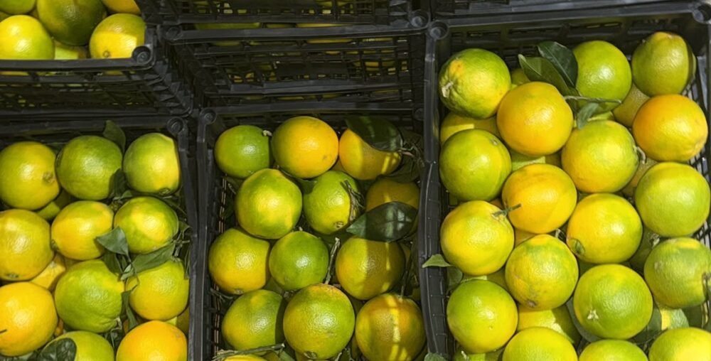 Organic farms avoid toxic inputs, improve soil health, grow clean, sustainable food that supports nature.