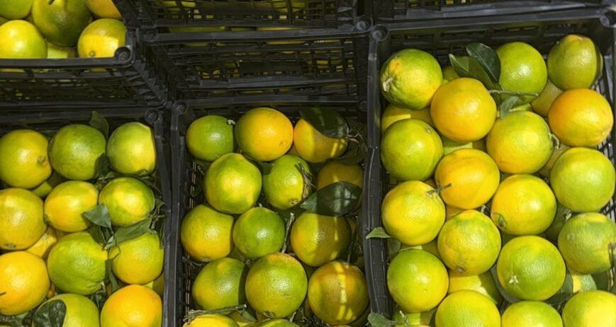 Organic farms avoid toxic inputs, improve soil health, grow clean, sustainable food that supports nature.
